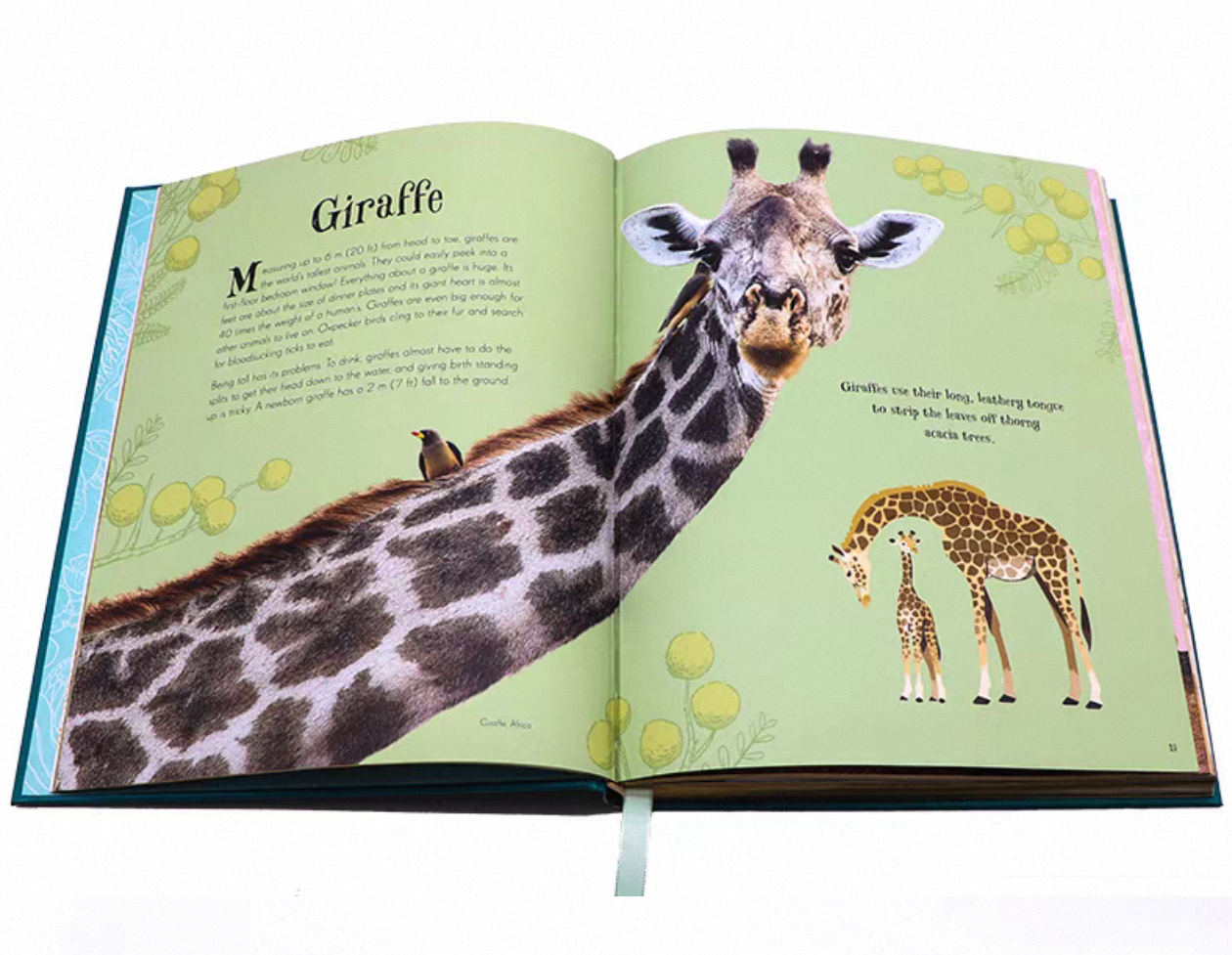 Gilded Edge Hardcover Children’s Animal Encyclopedia Books with Foil Embossed Cloth Covers
