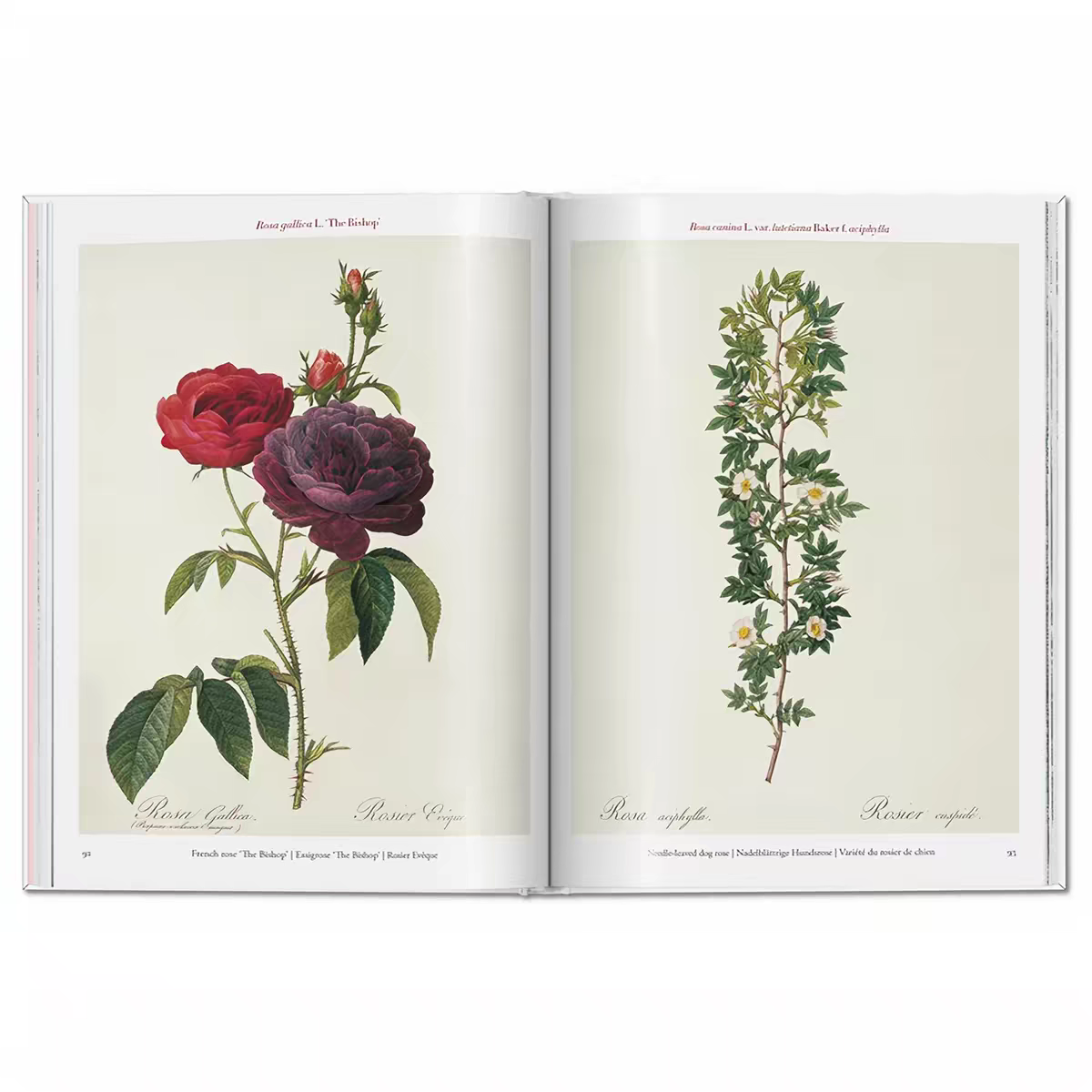 Custom Hardcover Vintage Botanical Floral Illustration Monograph Books