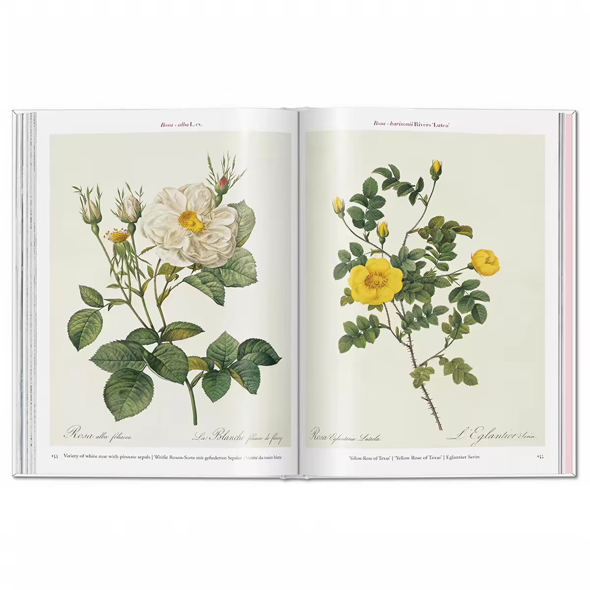 Custom Hardcover Vintage Botanical Floral Illustration Monograph Books